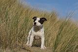 STAFFIE 289